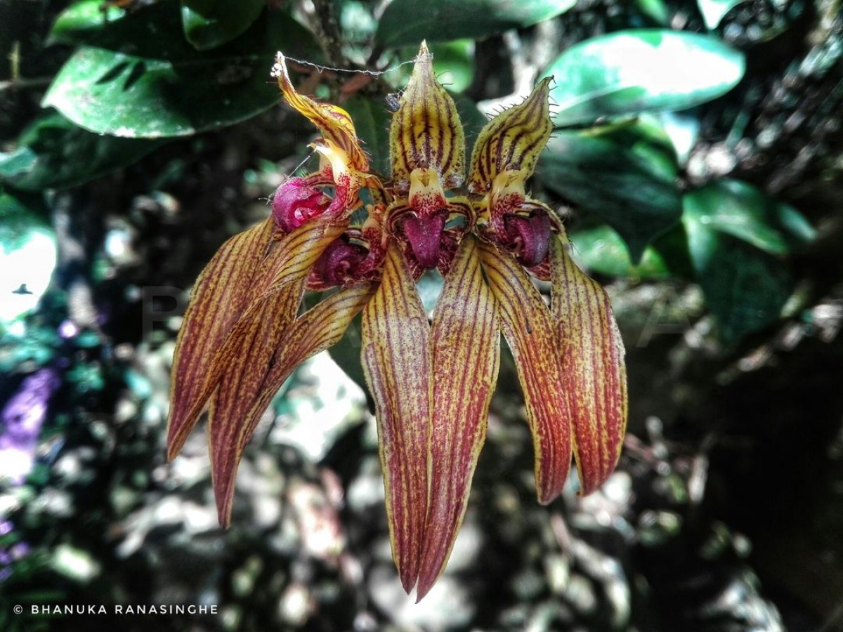 Bulbophyllum wightii Rchb.f.